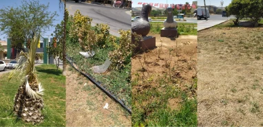 Bakım yok, sulama yok! Şanlıurfa sıcaklarında ağaçlar kurumaya terk edildi