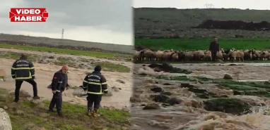Şanlıurfa’da koyun sürüsü ve çoban suda mahsur kaldı: Ekipler zamanla yarıştı