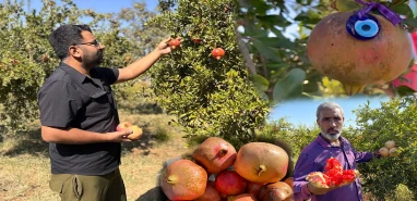 Suruç’un tescilli ürününde hasat zamanı! Avrupa’ya ihraç ediliyor