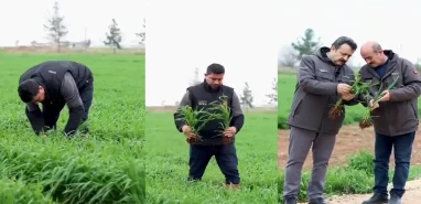 Şanlıurfa’da yağış sonrası çiftçilere acil çağrı! “Belirti varsa hemen ilaçlayın”