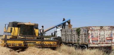 Şanlıurfa’da çiftçinin gözü bu karardaydı! Hububat alım fiyatları açıklandı