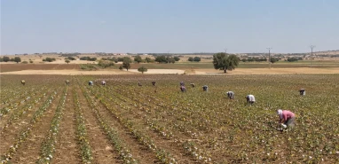 Şanlıurfa’da tarım işçilerinin ücretleri belli oldu!