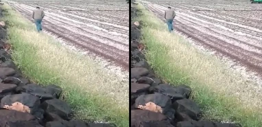 Şanlıurfa'da tarlasına gidenler gözlerine inanamadı