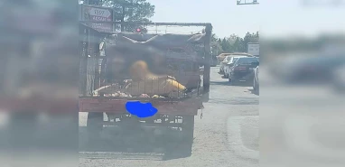 Şanlıurfa'da trafikte hem insanlık hem Urfa adına utanç verici yolculuk!