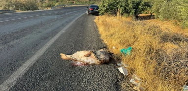 Şanlıurfa’da aracın çarptığı çizgili sırtlan telef oldu! Nesli tükenmek üzere…