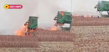 Şanlıurfa’da pamuk tarlasında korku dolu anlar!