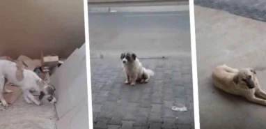 Vali Şıldak açıkladı! Şanlıurfa’da kaç sokak hayvanı toplatıldı?