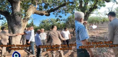 Şanlıurfa’da 700 yıllık fıstık ağaçları... Köklü geçmişe dikkat çektiler