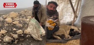 Şanlıurfa'da soğukta kalan yavrulara şefkat eli
