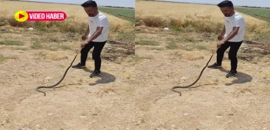 Şanlıurfa’da bu mahalleyi yılanlar bastı! Vatandaşlar şaşkına döndü