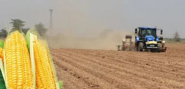 Şanlıurfa’da ikinci ürün mısır ekimi!