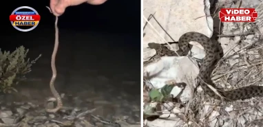 Şanlıurfa'da doğaseverler dalgaların yuttuğu yavru yılanları kurtardı