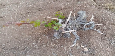 Şanlıurfa’da felaketin en net görüntüsü!