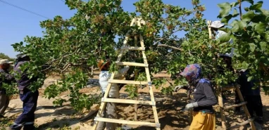 Şanlıurfa’da fıstık fiyatları el yakıyor! Tutabilene aşk olsun…