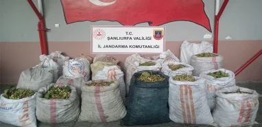Şanlıurfa’da fıstık hırsızlarına suçüstü!