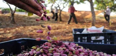 Şanlıurfa’da fıstık piyasasında deprem!