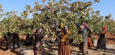 Şanlıurfa’da fıstıkta ‘kayıp’ yılı! Başı don, sonu sıcaklık vurdu