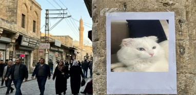 Şanlıurfa’da kayıp ilanı! Bulana 10 bin TL ödül verilecek