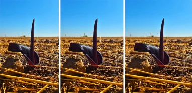 Şanlıurfa’da kendiliğinden yetişen şifalı bitki: Yılan bıçağı nedir, hangi hastalıklara iyi gelir?