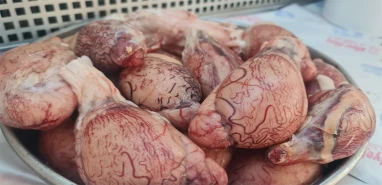 Şanlıurfa'da koç yumurtası kapış kapış satılıyor