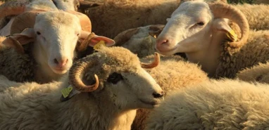 Şanlıurfa’da kurban kesim ve satış yapılacak mahalleler belli oldu