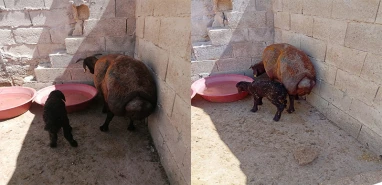 Şanlıurfa'da kurbanlık koyun canını böyle kurtardı!