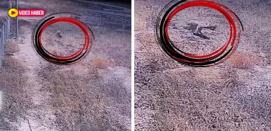Nesli tükenme tehlikesi ile karşı karşıya! Şanlıurfa’da böyle görüntülendi