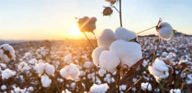 Şanlıurfa’da pamuk ve mısır biçim ücretleri açıklandı
