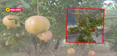 Şanlıurfa’da saksıdan gelen bereket
