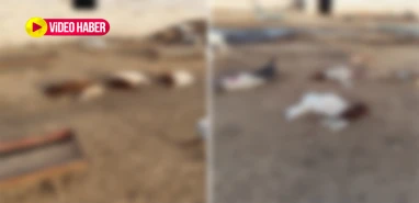 Şanlıurfa’da sokak köpekleri katliam yaptı! 30 can…