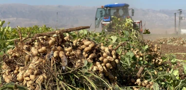 Şanlıurfa’da topraktan adeta bereket fışkırdı! Verim çiftçiye bayram ettirdi