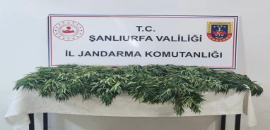 Şanlıurfa’da zehir tacirlerine darbe! Gözaltılar var…