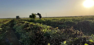 Şanlıurfa’da verim beklentiyi aştı! Ekili alan 60 kat arttı