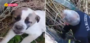 Şanlıurfa’da yavru köpek için seferber oldular!  İşte böyle kurtarıldı…