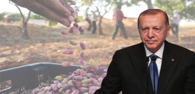 Şanlıurfalı fıstık üreticilerinden Cumhurbaşkanı Erdoğan’a açık mektup!