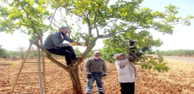Şanlıurfalı fıstık üreticileri bilmeden 'katliam' yapıyor! Milyonluk servet tehlikede