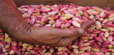 Şanlıurfa’nın fıstığı için açılan davada şok sonuç: Gaziantep kaybetti!