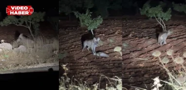 Şanlıurfa’da gece yolculuğunda sıra dışı karşılaşma! "Sırtlan mı o?" şaşkınlığı