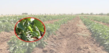 Şanlıurfa’ya özgü tohumlar fışkırıyor! Çiftçilere ücretsiz dağıtılacak
