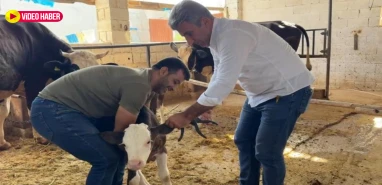 Şanlıurfa’da şap hastalığına karşı seferberlik ilan edildi!