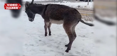 Şanlıurfa’da tepki toplayan iddia! Eşeğe kasıtlı müdahale