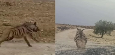 Şanlıurfa’da yaban hayvanı yerleşim alanına indi