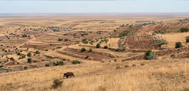 Şanlıurfa’da tarım arazilerine musallat oldular! Büyüyen tehdit kaymakamlığa taşındı
