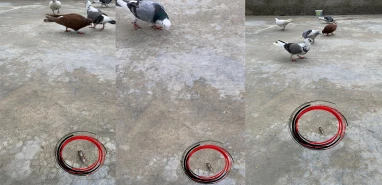 Şanlıurfa sınır hattında mermi paniği! Damda kuş beslerken ayağını sıyırdı