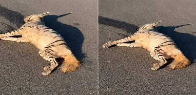 Şanlıurfa'da çizgili sırtlan ölü bulundu