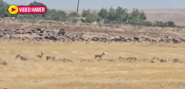Şanlıurfa’da nesli tükenme tehlikesi altında: İlk kez bu kadar yakından görüldü