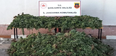 Siverek'te jandarmadan nokta operasyon!