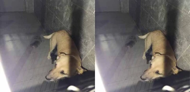 Şanlıurfa’da sokak köpeğine istismar olayında yeni gelişme! Gözaltına alınan şahıs…