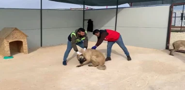 Şanlıurfa'da sahipsiz hayvanlar için ilk adım atıldı!