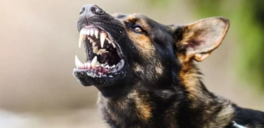 Şanlıurfa'nın yanı başında sokak köpeği dehşeti: Bacağına tam 25 dikiş atıldı